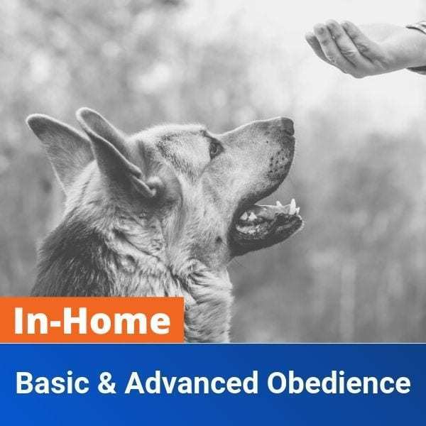 In Home Basic and Advanced Obedience