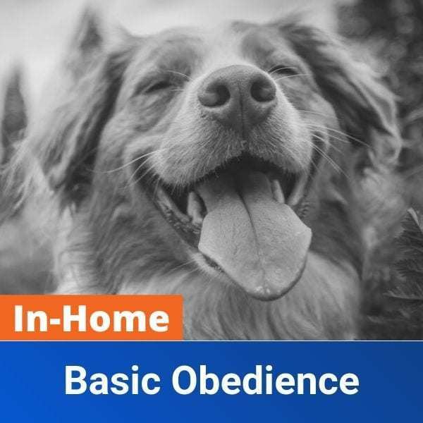 In Home Basic Obedience