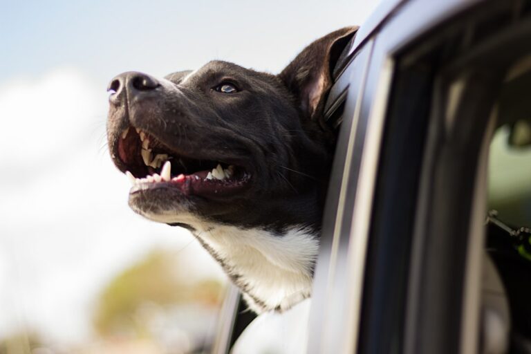 Ensuring a Pawsitive Flight: Health Risks and Precautions for Traveling with Your Dog