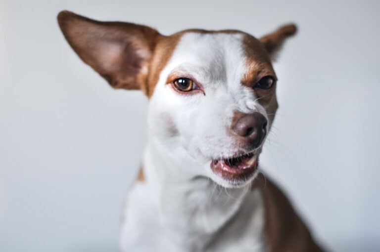 Proven Strategies for Quieting Your Barking Dog