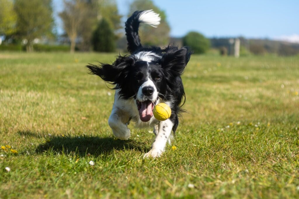 A Border Collie in board and train dog training Milwaukee WI