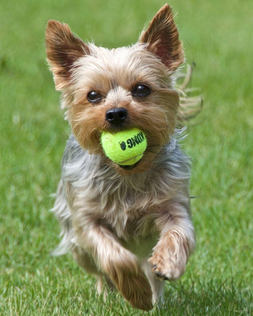 Yorkshire terrier with ball dog training West Allis WI class