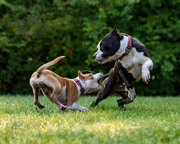 Place Training 101: Essential Strategies to Help Your Hyper Dog Find Their Calm