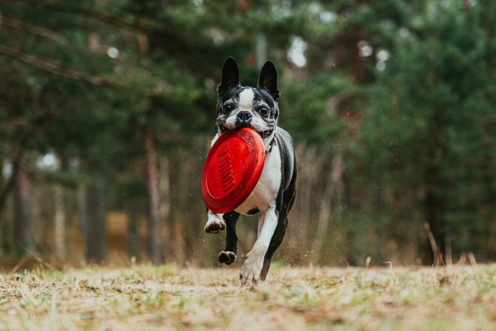 Boston Terrier in board and train dog training Milwaukee WI. Do you like this personality?