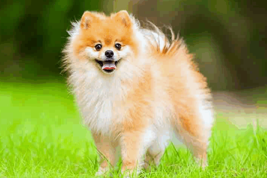 Pomeranian outdoors during dog training Wauwatosa WI class!!