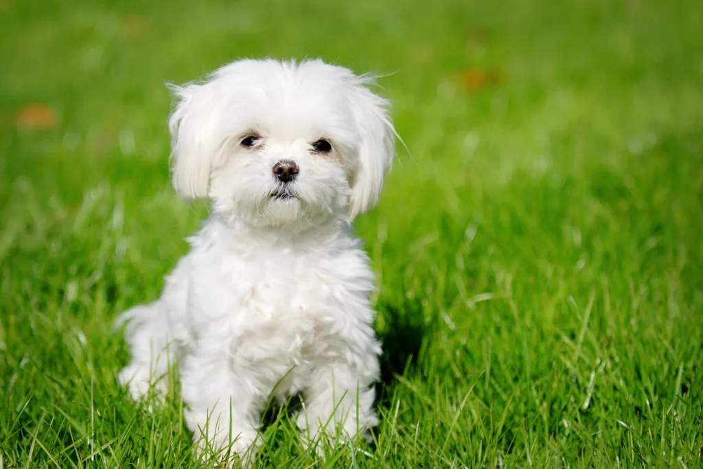 Small white dog for aggressive dog training Milwaukee WI