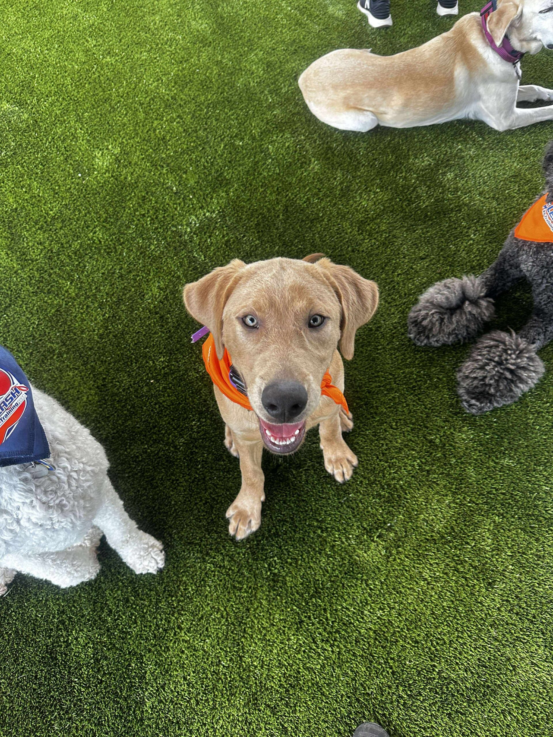 Friendly dog sitting during dog training Wauwatosa WI class.