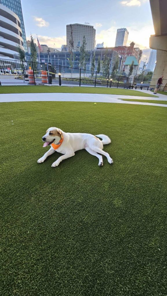 Therapy dog training Milwaukee WI with white dog on lawn area