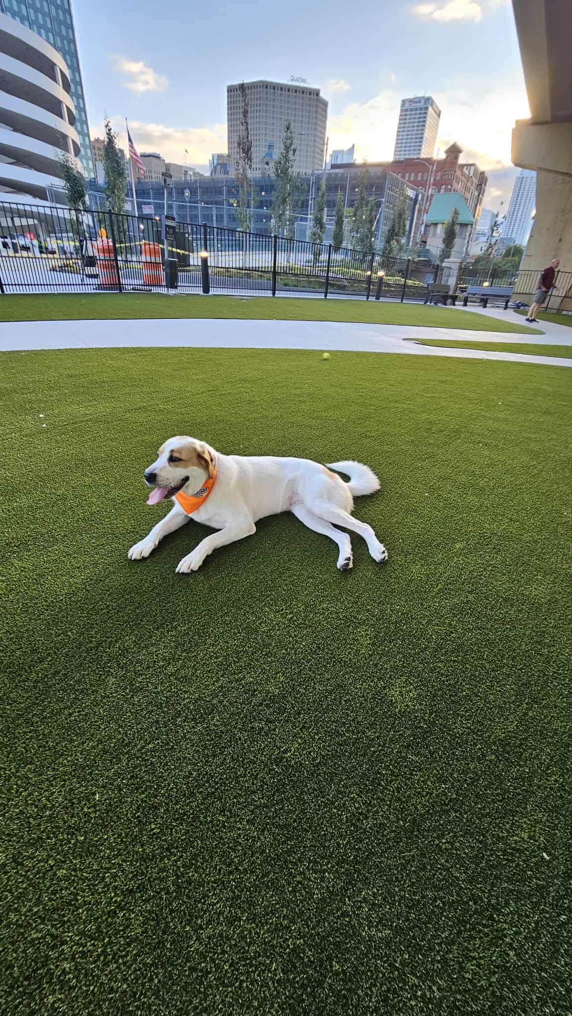 Therapy dog training Milwaukee WI with white dog on lawn area