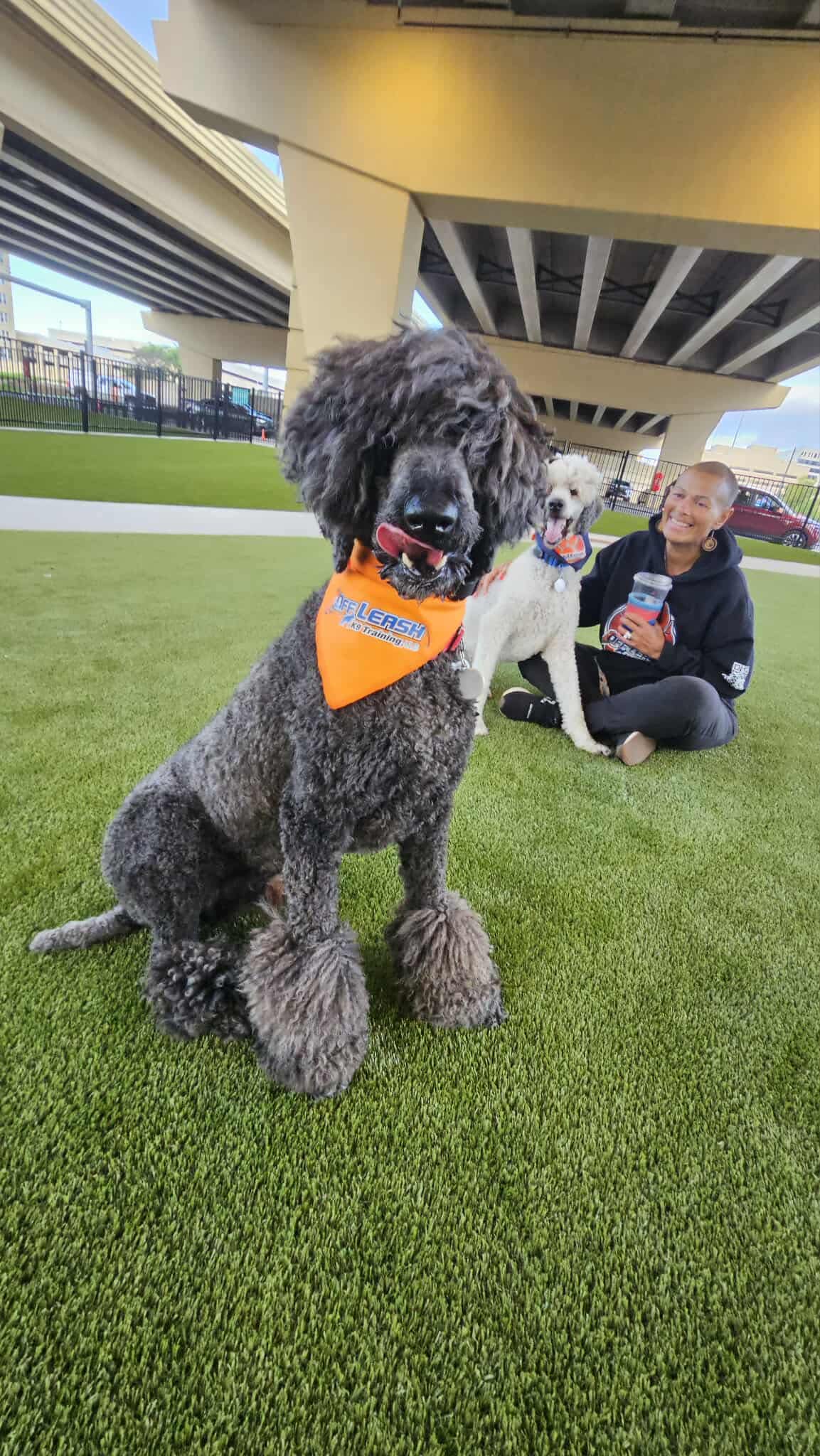 Poodle posing during dog training West Allis WI session