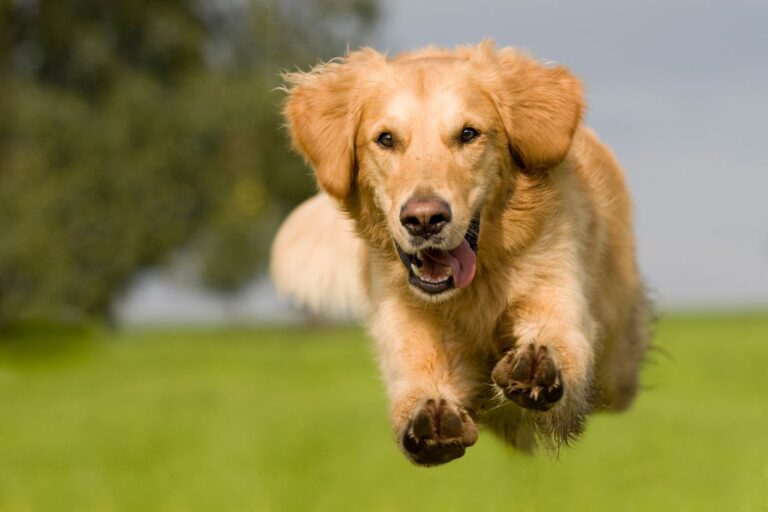 Golden retriever training for therapy work near Milwaukee WI