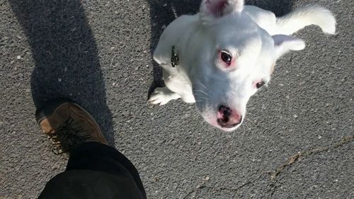 White dog practicing attention during dog training Wauwatosa WI