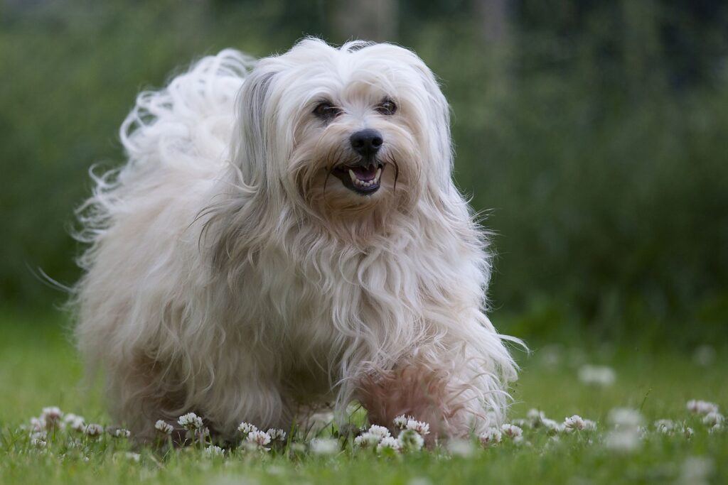 Small white dog at board and train dog training Milwaukee WI