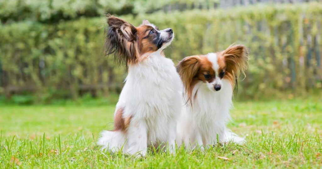Two Papillons in therapy dog training Milwaukee WI Is this conversation helpful so far?