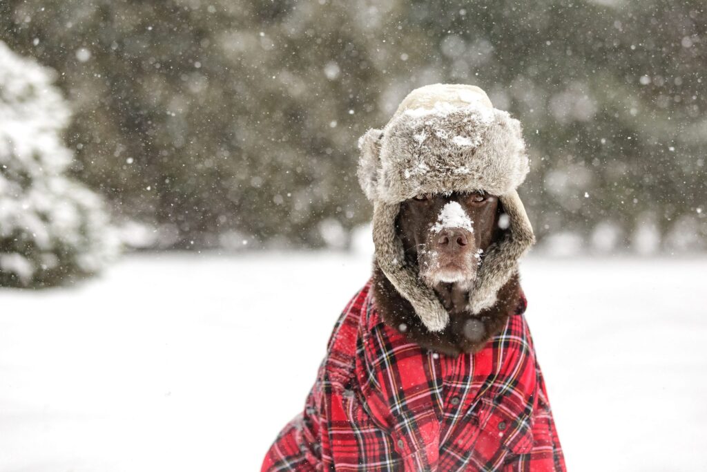 Dog in snow for aggressive dog training Milwaukee WI program