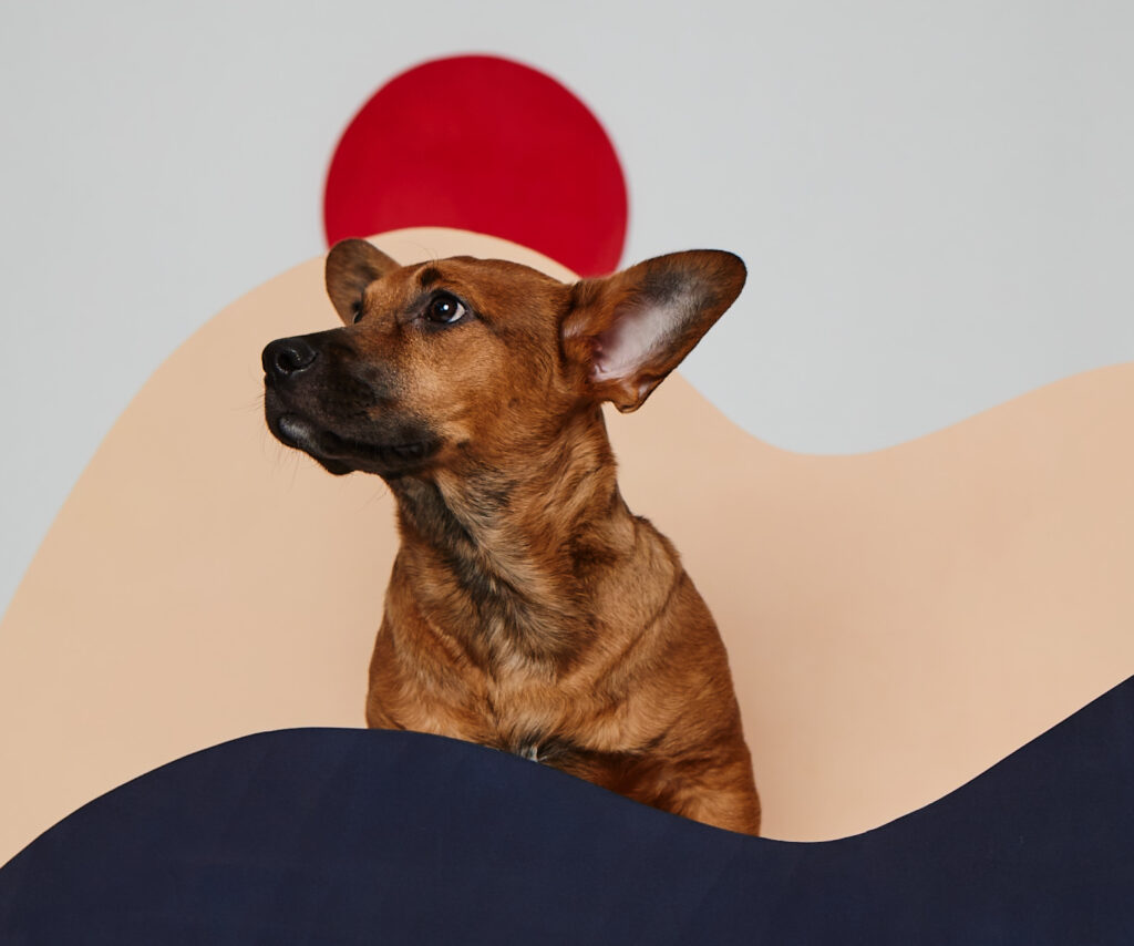 Therapy dog training Milwaukee WI for an attentive brown dog