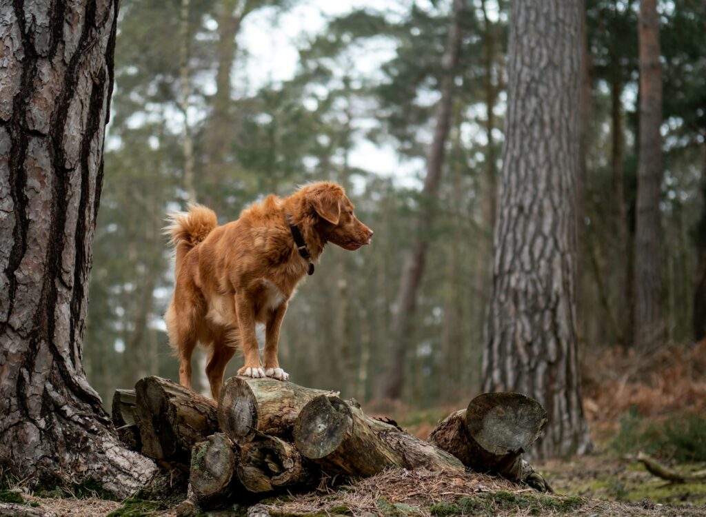 Brown dog on logs during dog training West Allis WI outdoors Is this conversation helpful so far?