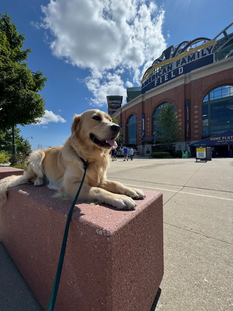 Captain the Golden Retriever during board and train in Milwaukee, WI
