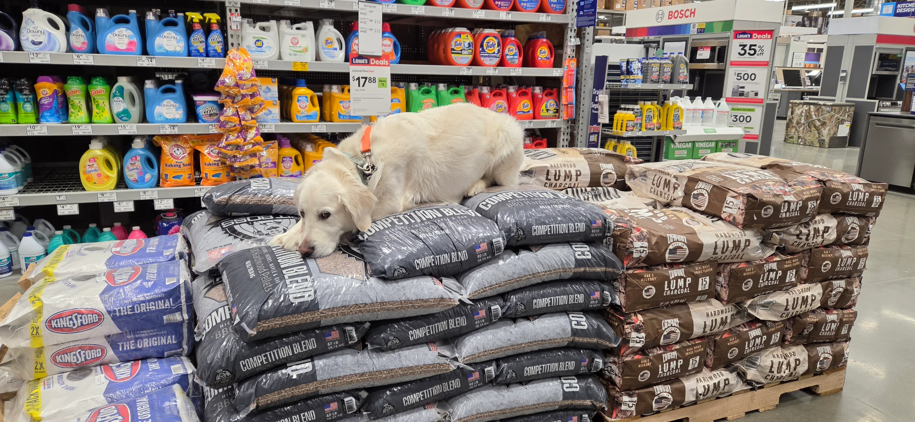 Chippy the English Cream Retriever during training in Milwaukee, WI