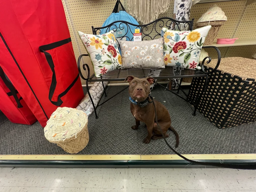 Frankie during her board and train program in Milwaukee, WI
