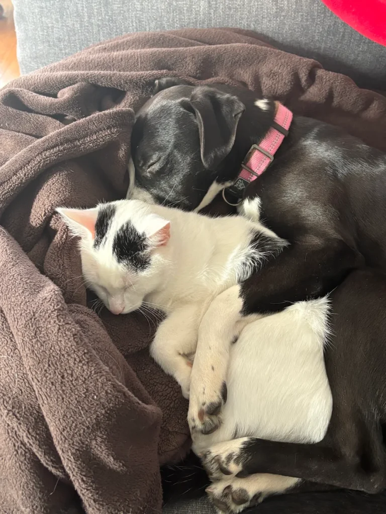 Black dog and cat relaxing after dog training West Allis WI.