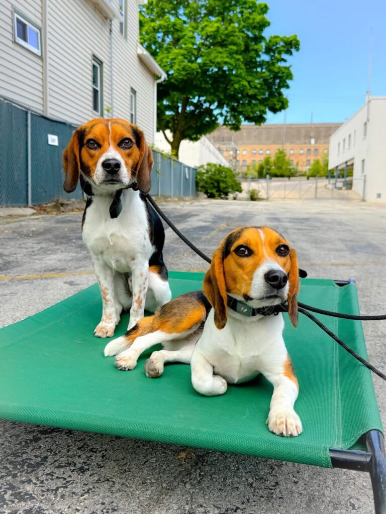 Dog obedience training Milwaukee WI with two trained beagles