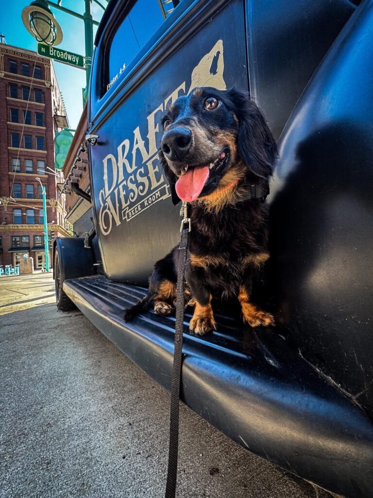 Dog obedience training Milwaukee WI with city leash practice