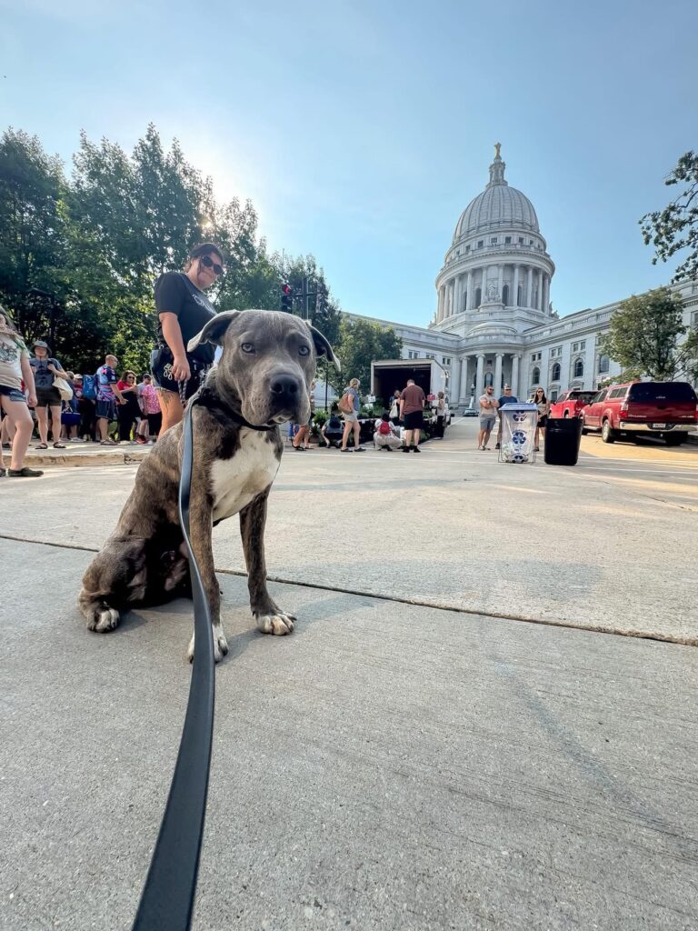 Dog obedience training Milwaukee WI dog near state capitol
