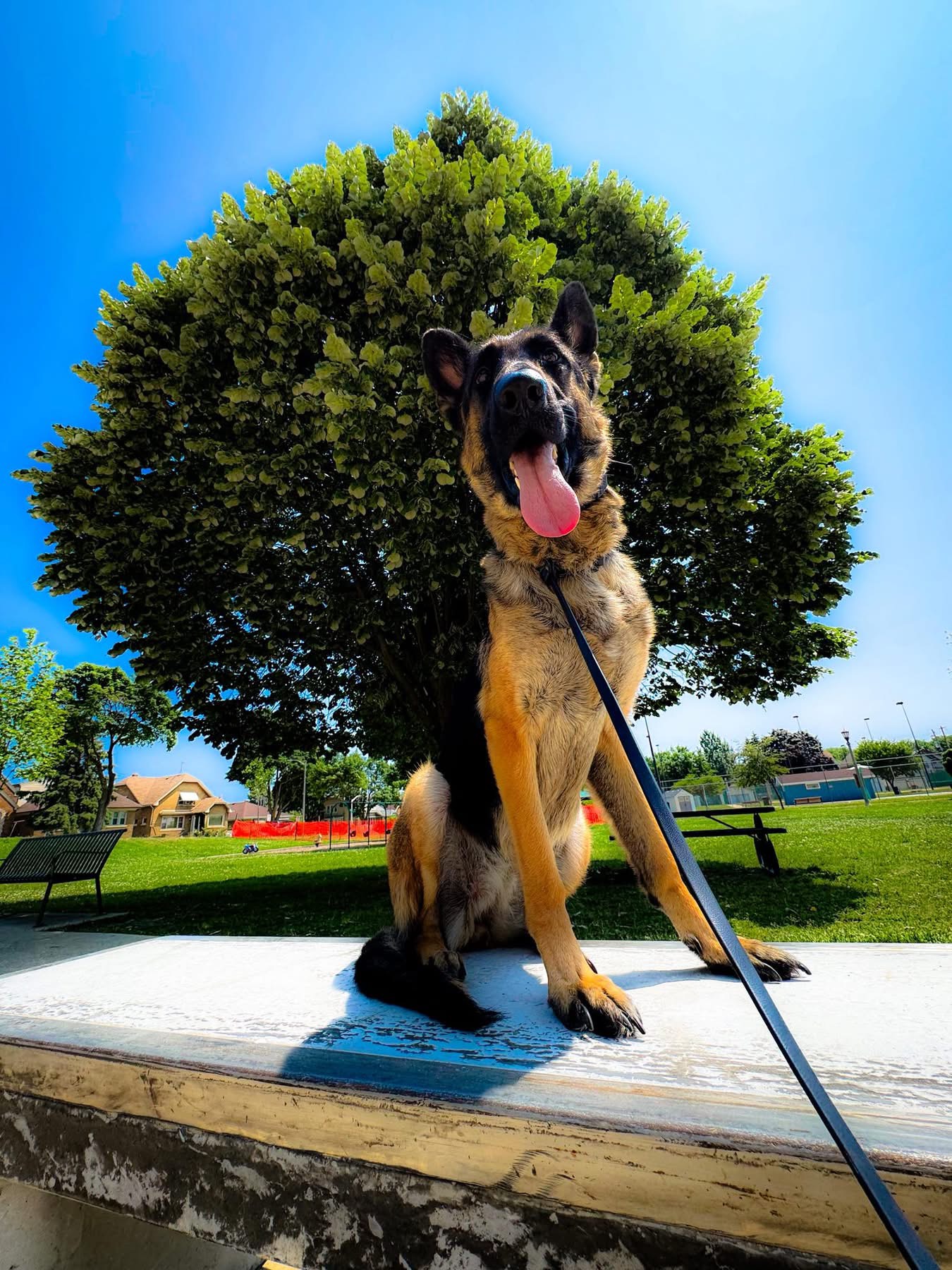 German Shepherd in advanced dog training Milwaukee WI class.