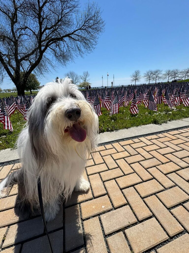 Advanced dog training Milwaukee WI with dog by flag display.