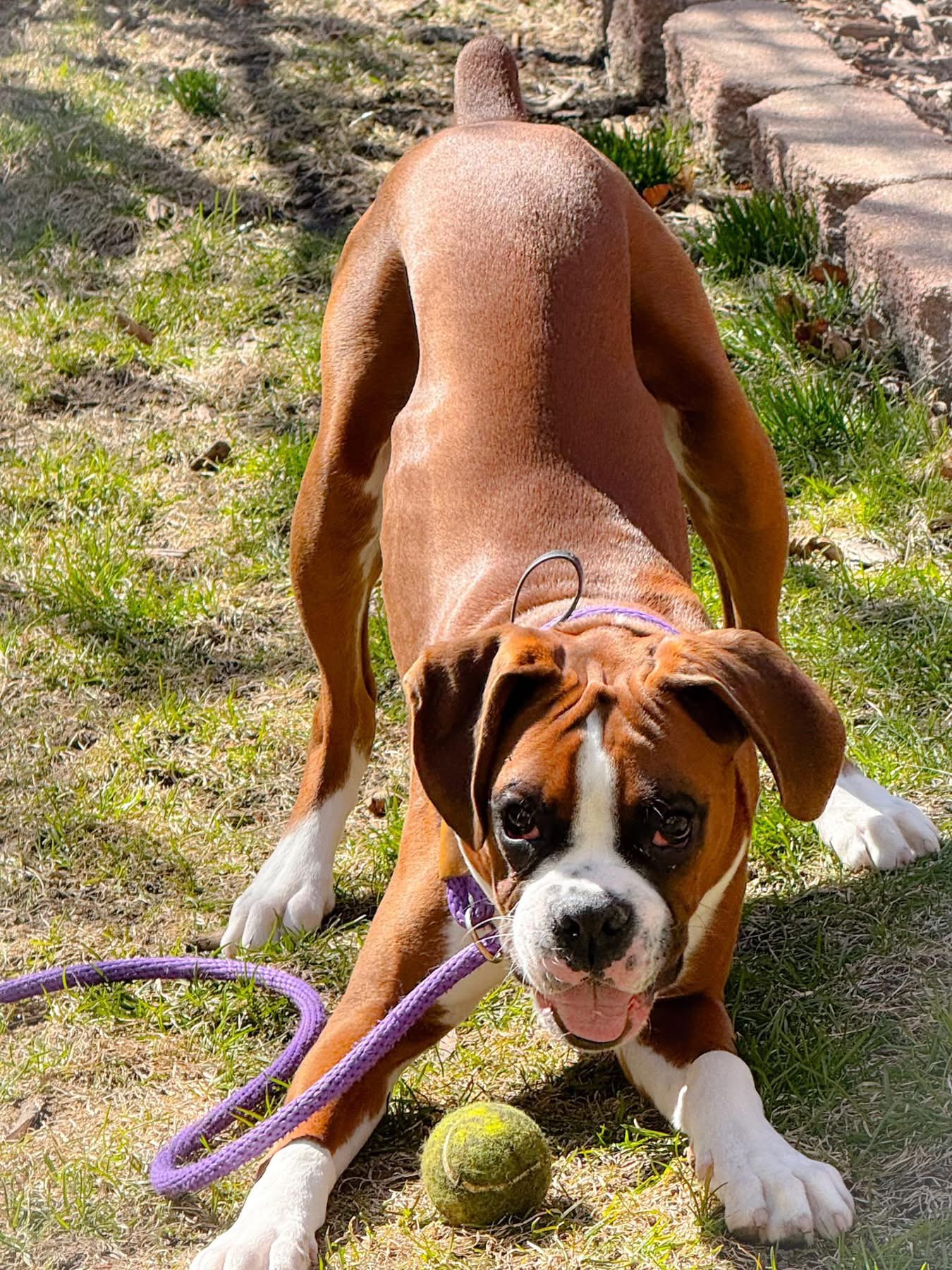 Therapy dog training Milwaukee WI with playful Boxer dog