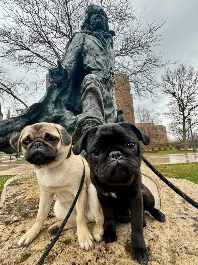 Two pugs during aggressive dog training Milwaukee WI session