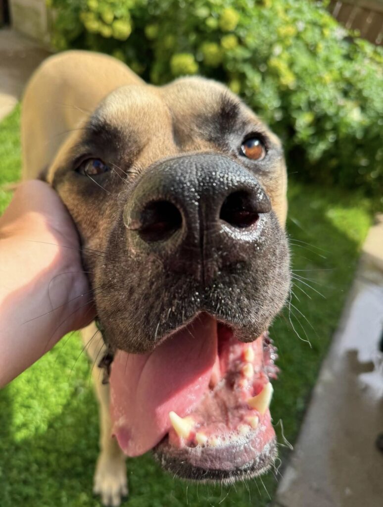 Happy dog after dog obedience training Milwaukee WI session. Do you like this personality?