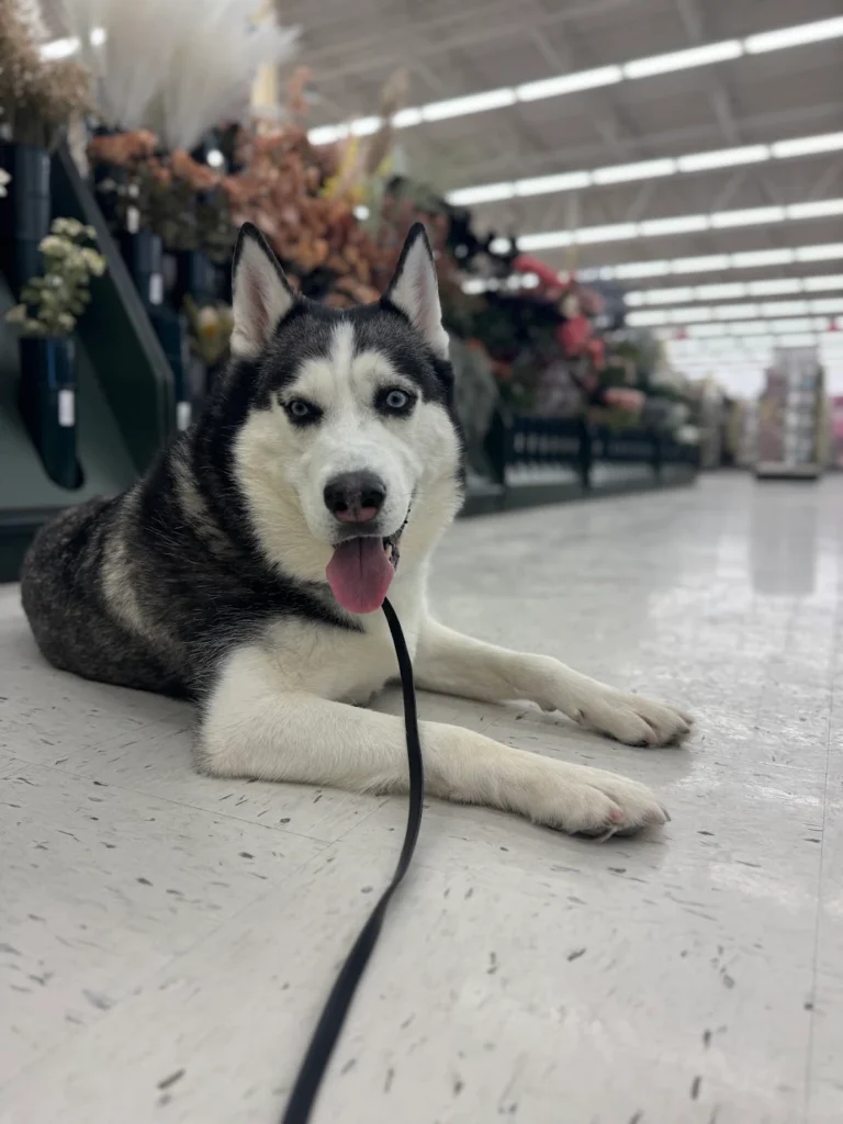 Two Huskies during dog training in Milwaukee, WI