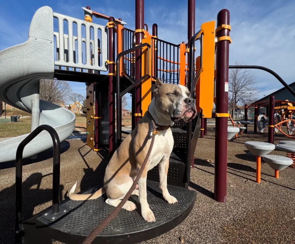 Dog at playground for aggressive dog training Milwaukee WI